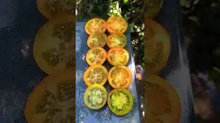Томат «Зелёный Дедушки Гарри»