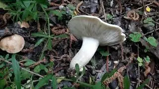 Calocybe gambosum - сбор георгиевского гриба в мае