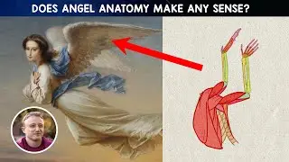 The Biology of Angels