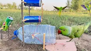 Unique Parrot Catching Trap Using 5 Liter Bottle | Birds Trap Ideas | 