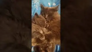 Спокойной ночи.