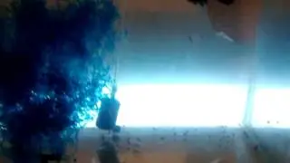 Не обычные роды у малинезий!