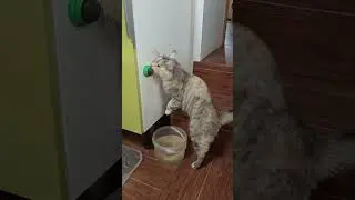Мяты лакомый кусочек.