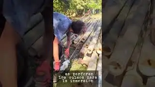 Corta y Tratamiento de bambú parte 1 by sander y BamboodelValle