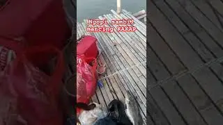 MANCING KAKAP SAMBIL NGOPI #mancing #ikan #barramundi