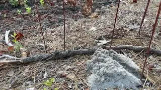 Cicada killer