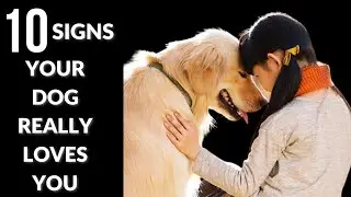 10 Signs Your Dog REALLY Loves You