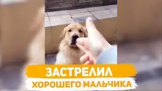 Застрелил хорошего мальчика