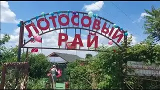 Лотосовый рай. Лабинск