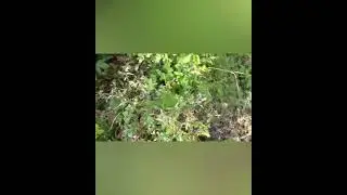Встретили Норку ..