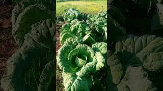 Почему капуста такая БОЛЬШАЯ.