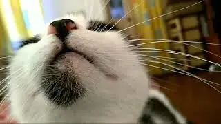 Любите своих кошечек!