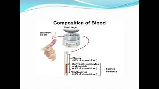Lecture 3 (function of blood components) physiology