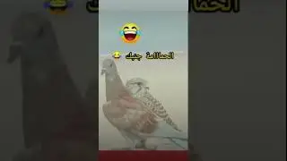 قهرني 😂😂 The Falcon did not catch the dove #travelbycar