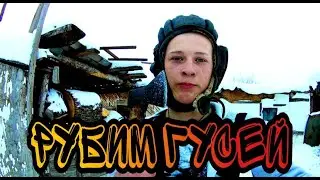 Зарубили гусей на мясо. Как забить гуся.
