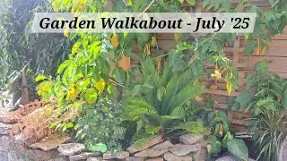 No. 111 - Garden Walkabout July '25 - The Death of Another Schefflera?