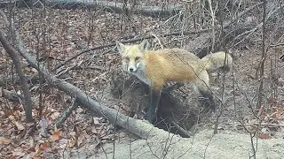 Rare INTENSE Audio and Video of Foxes Screaming, Barking, Gekkering and Fighting!