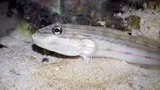 Бычок Valenciennea Muralis