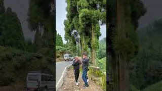 #darjeelingdairies #travel #darjeeling #nature #mountains #teagarden #teagardens