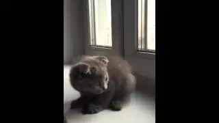 Cat Голубой вислоухий котик уграет