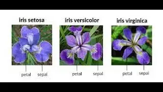 "Data Visualization with Histograms | Exploring the Iris Dataset"