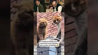 THIS IS THE BEST JOKE #72 🤣 👍🏻