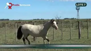 LOT 7 Cherapé Leona