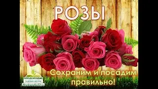 Розы Сохраним саженцы и посадим правильно