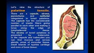 11:30-13:00 Лекция №3 ММФМарина Anatomy and physiology of lymphadenoid ring of the pharynx  Acute t