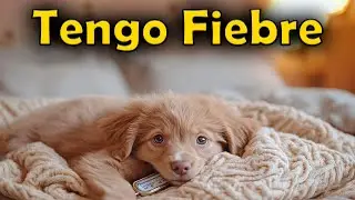 TRUCOS para SABER si tu PERRO TIENE FIEBRE y cómo AYUDARLO 🧠🐾