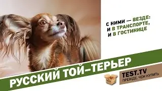 TEST.TV: Russian Toy Terrier dog mystery.