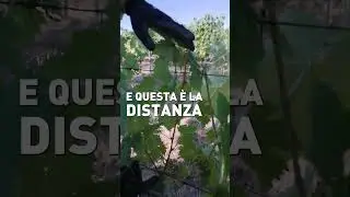 La CIMATURA della VITE si fa in ESTATE!