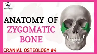 Zygomatic Bone Anatomy | Cranial osteology #4