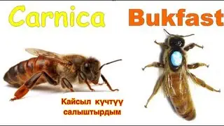 Карникадан Бакфаст ашып кеткендей...