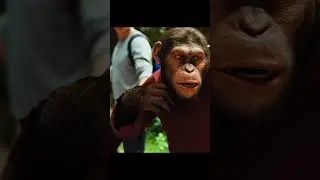 Умная обезьяна понимает, что она животное 