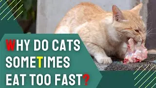 Why Do Cats Sometimes Eat Too Fast? Essential Tips to Slow Them Down
