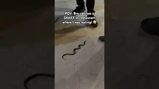 Snake caught in restaurant where I was eating in The Philippines! 