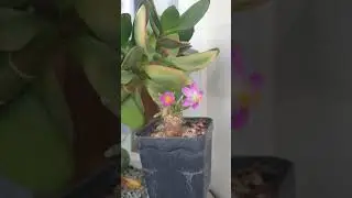 Расцветает Авония Квинария