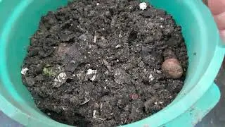 Plantei sementes de tâmara uma fruta do oriente