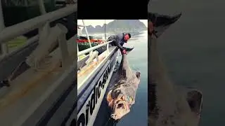 WOW big fish #video #shorts #fishing