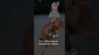 Главное правильное положение #дрессировкасобаксолигорск #питбультор #питбульидети