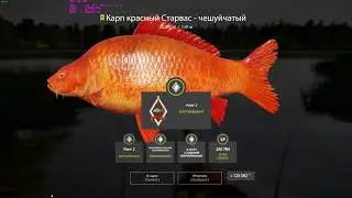 Russian Fishing 4. Карп Старвас