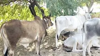 Kankrej Bull testing the kankrej Cow | Kankrej Bull Loving with Kankrej Cows