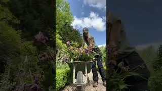 Planting Dahlias 