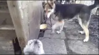 Кошка гоняет собаку  Угар!!  Ржачка полная