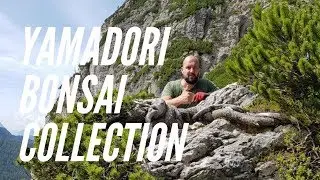 Yamadori Bonsai Collection