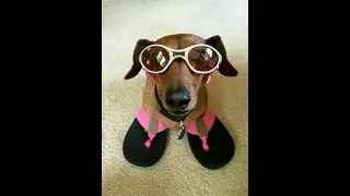 Cheerful Dachshund. Funny children's song.