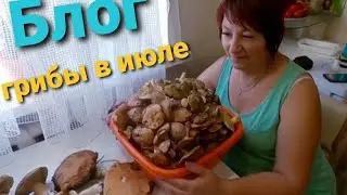 СБОР ГРИБОВ В ИЮЛЕ, маслята, зонтики, белые грибы. Очень много грибов 