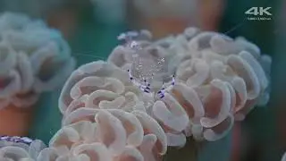 Sony 4K Demo  Beautiful Sea in Okinawa