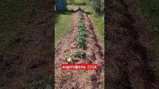 картофель 2024 на не паханной земле и паханной целине. сад и огород. Дачный Быт.
